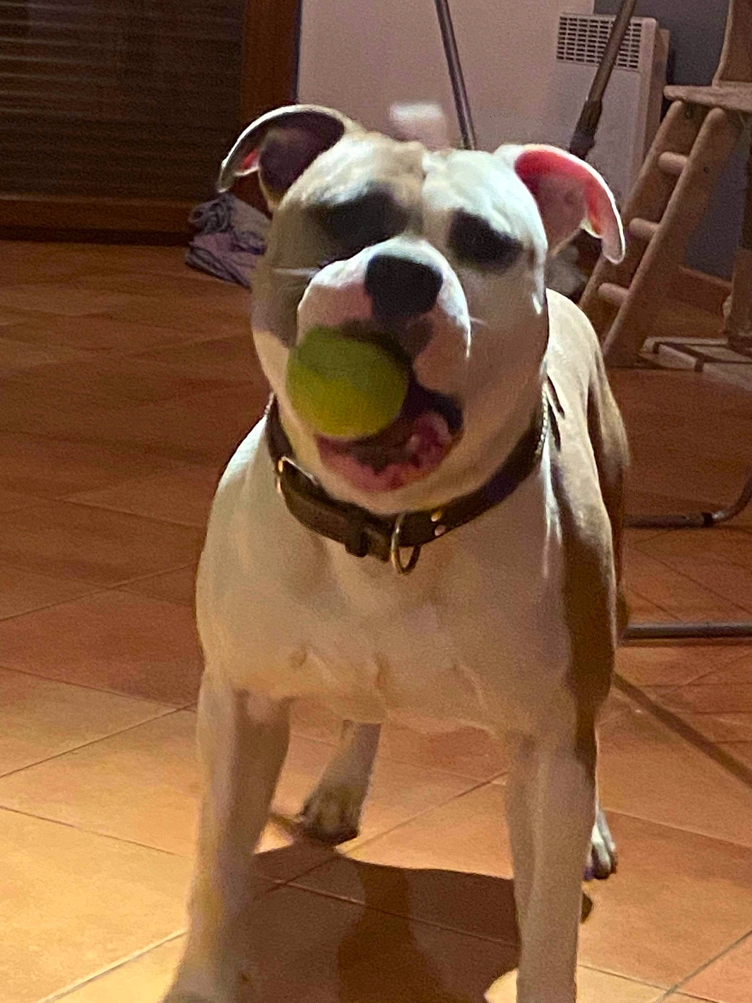 Punch a rejoint le concours — aidez-le/la à gagner de superbes lots ! canidae, carnivore, collar, companion_dog, dog, dog_breed, dog_collar, dog_supply, fawn, flooring, hardwood, leash, liver, metal, personal_protective_equipment, pet_supply, snout, sporting_group, wood, working_animal