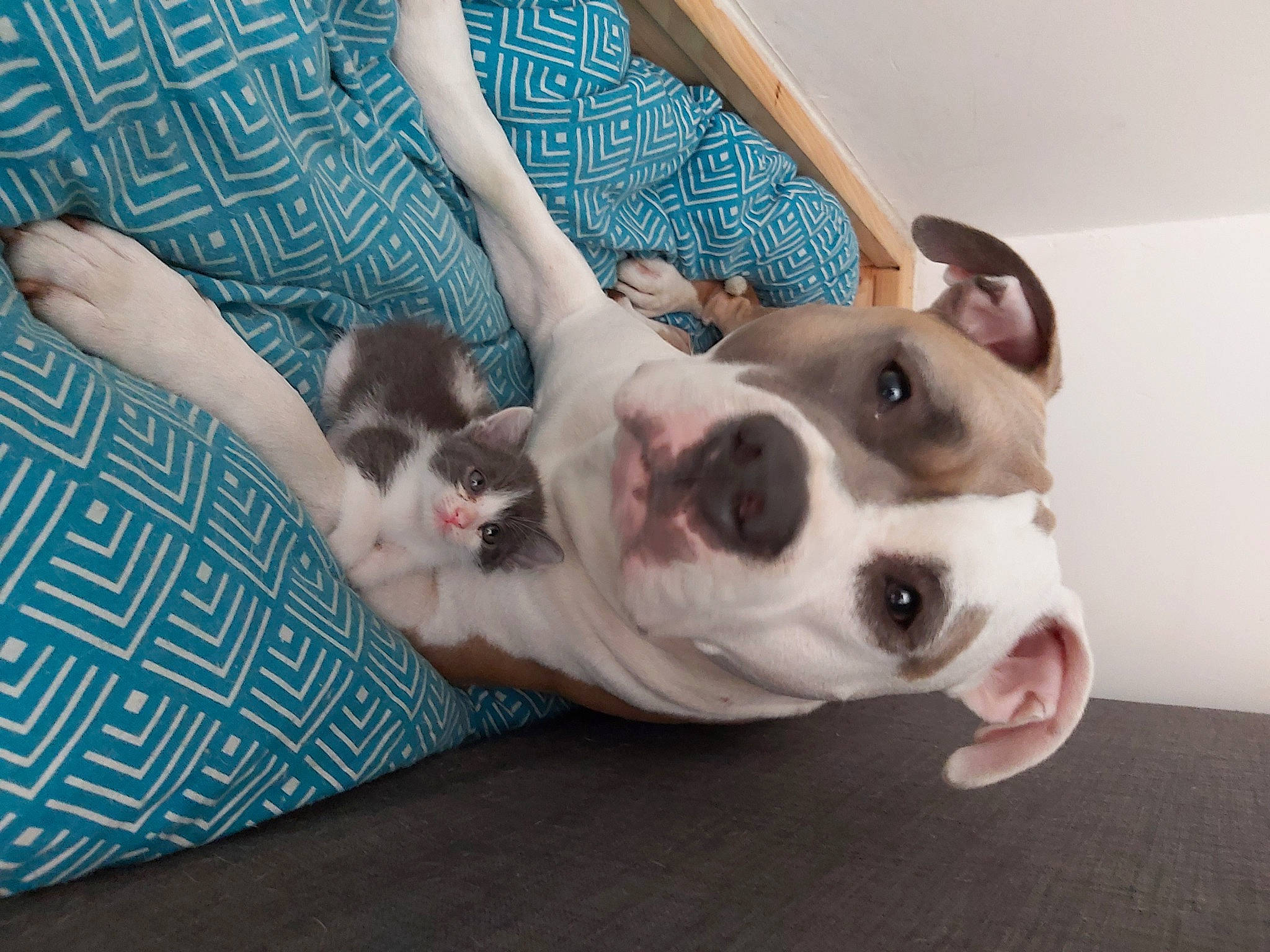 Punch a rejoint le concours — aidez-le/la à gagner de superbes lots ! american_pit_bull_terrier, american_staffordshire_terrier, boston_terrier, canidae, carnivore, companion_dog, dog, dog_breed, ear, fawn, french_bulldog, mammal, non_sporting_group, nose, paw, puppy, puppy_love, snout, valley_bulldog, vertebrate