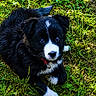 puppy, dog, black_and_white, grass, outdoor, young, collar, pet, cute, animal, fur, nature, playful, lying_down, small, adorable, canine, eyes, snout, background