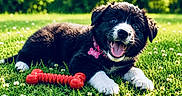 Blue a rejoint le concours — aidez-le/la à gagner de superbes lots ! puppy, dog, grass, toy, bone, collar, outdoor, happy, playful, tongue_out, black_and_white, pet, summer, nature, greenery, cute, animal, young, smiling, sunlight