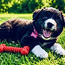 puppy, dog, grass, toy, bone, collar, outdoor, happy, playful, tongue_out, black_and_white, pet, summer, nature, greenery, cute, animal, young, smiling, sunlight