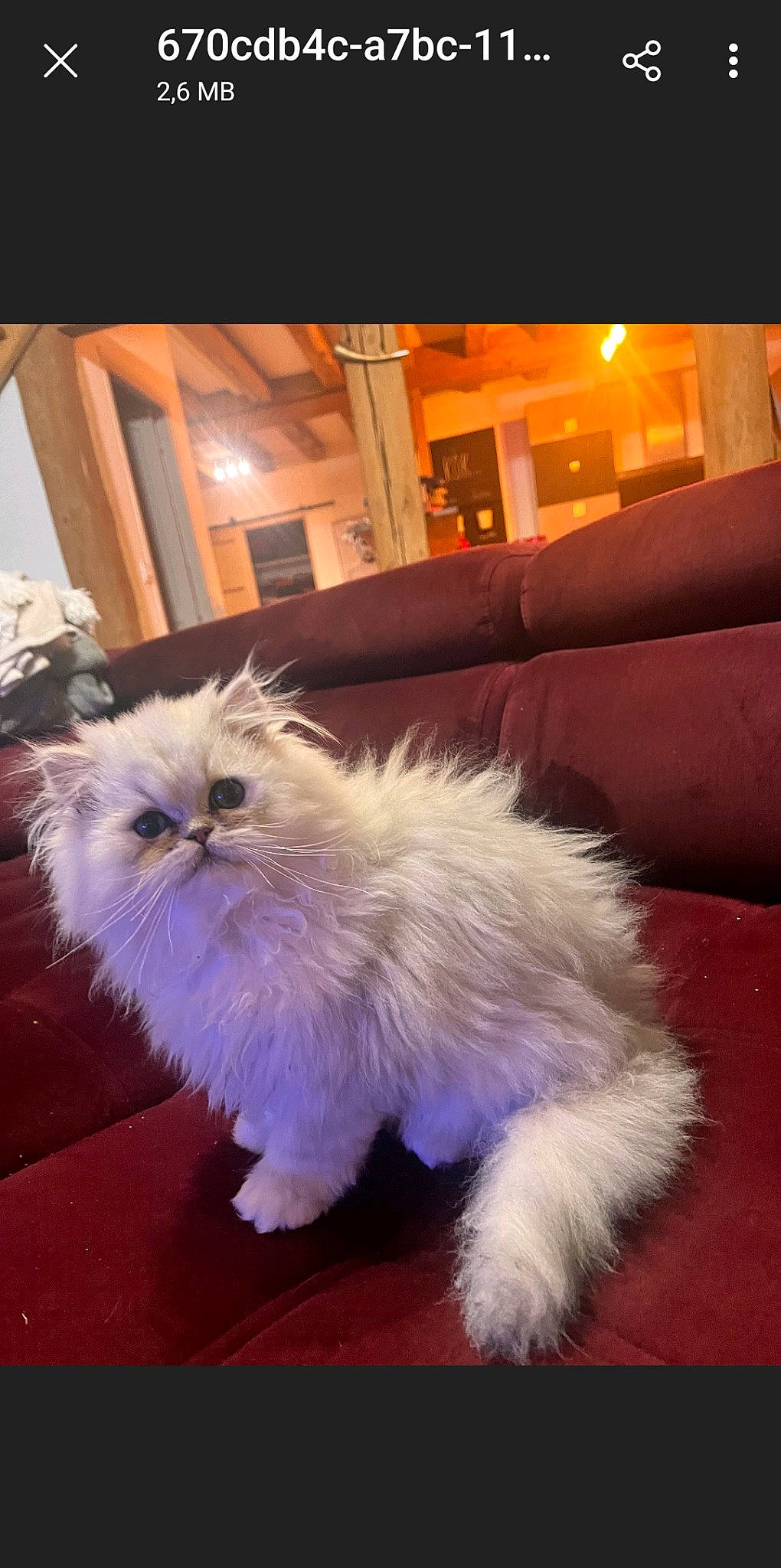 Ulys participe au concours pour gagner de l'argent avec cette photo : british_longhair, carnivore, cat, claw, companion_dog, event, felidae, fur, picture_frame, ragdoll, small_to_medium_sized_cats, tail, terrestrial_animal, whiskers