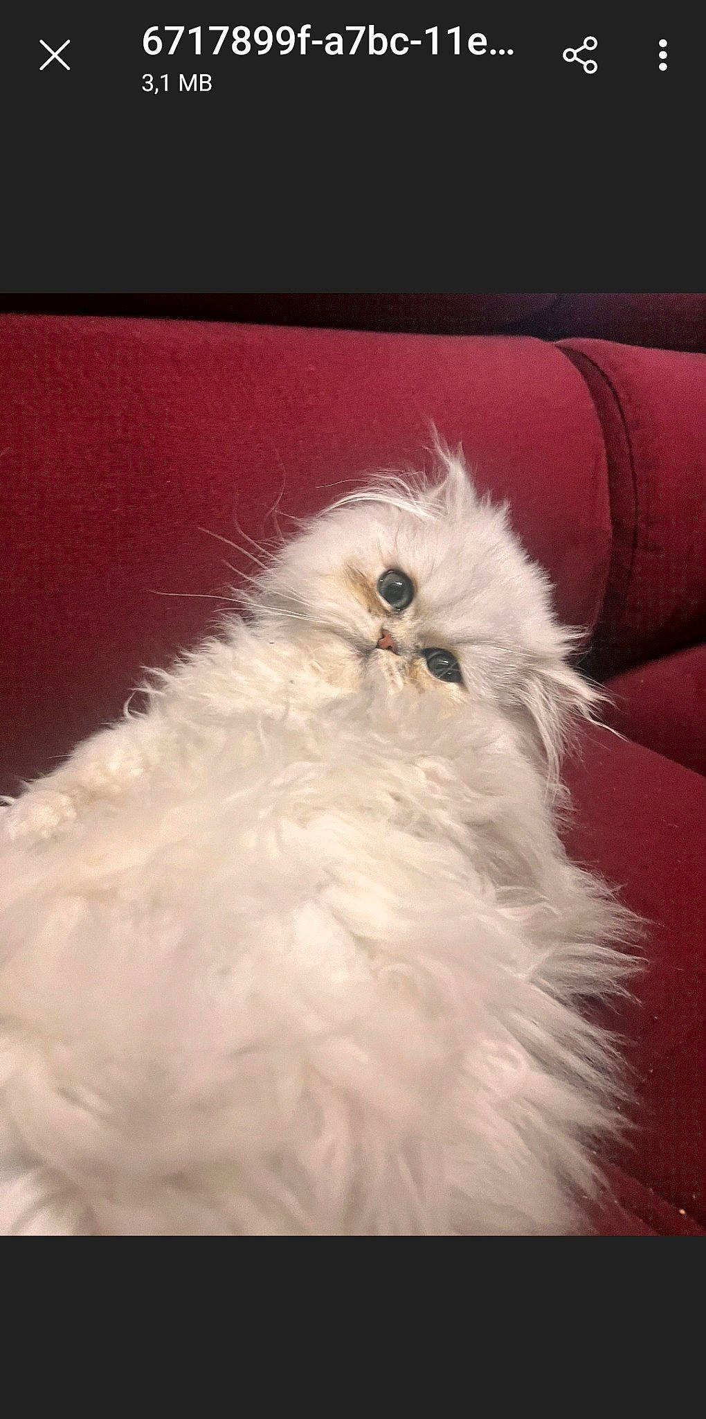 Ulys a rejoint le concours — aidez-le/la à gagner de superbes lots ! beak, bird, bird_of_prey, carnivore, cat, feather, felidae, fur, owl, persian, rectangle, small_to_medium_sized_cats, tail, whiskers, wing, wood