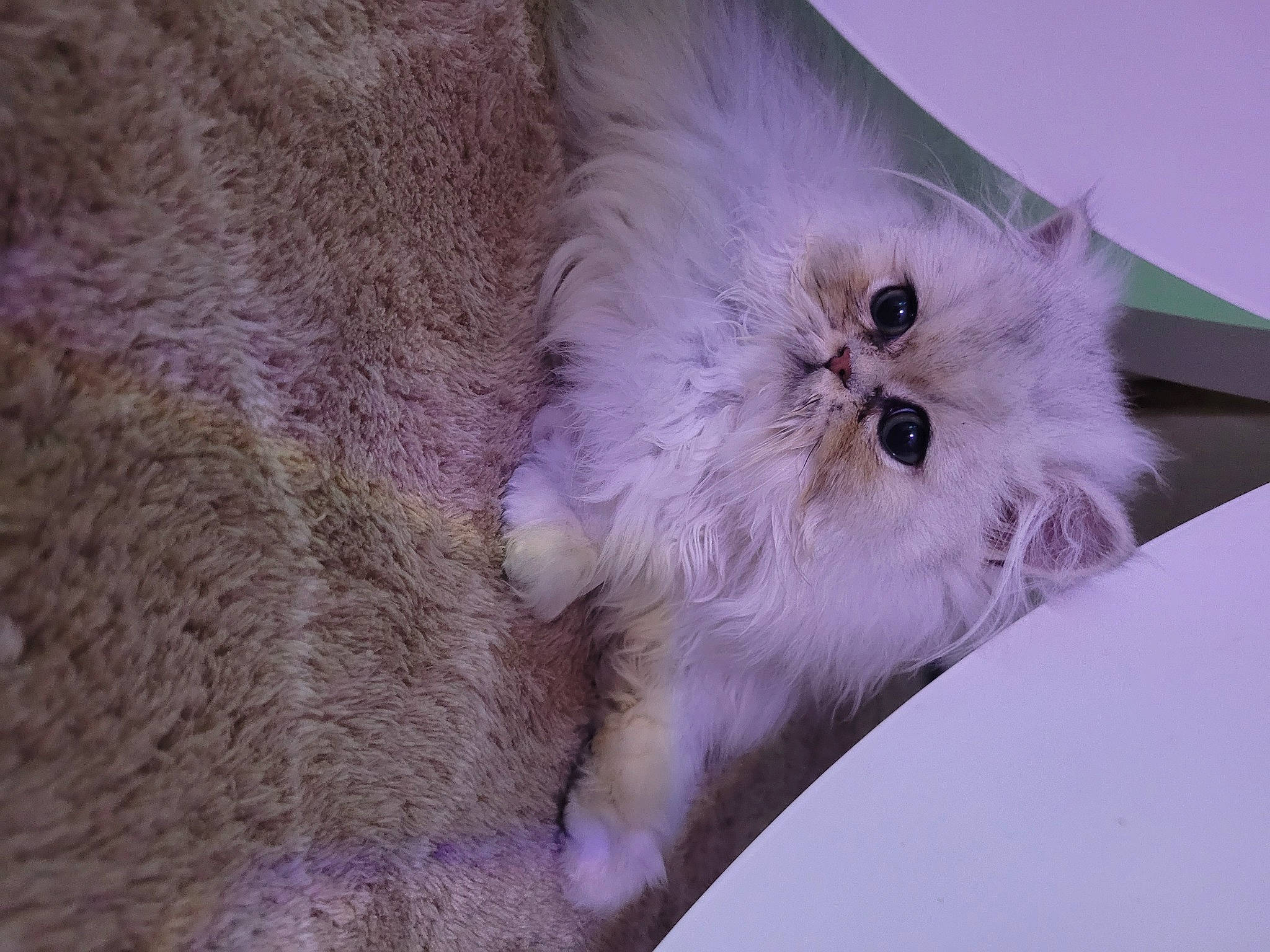 Ulys a rejoint le concours — aidez-le/la à gagner de superbes lots ! carnivore, cat, cat_bed, claw, comfort, couch, felidae, fur, paw, plant, ragdoll, small_to_medium_sized_cats, tail, whiskers