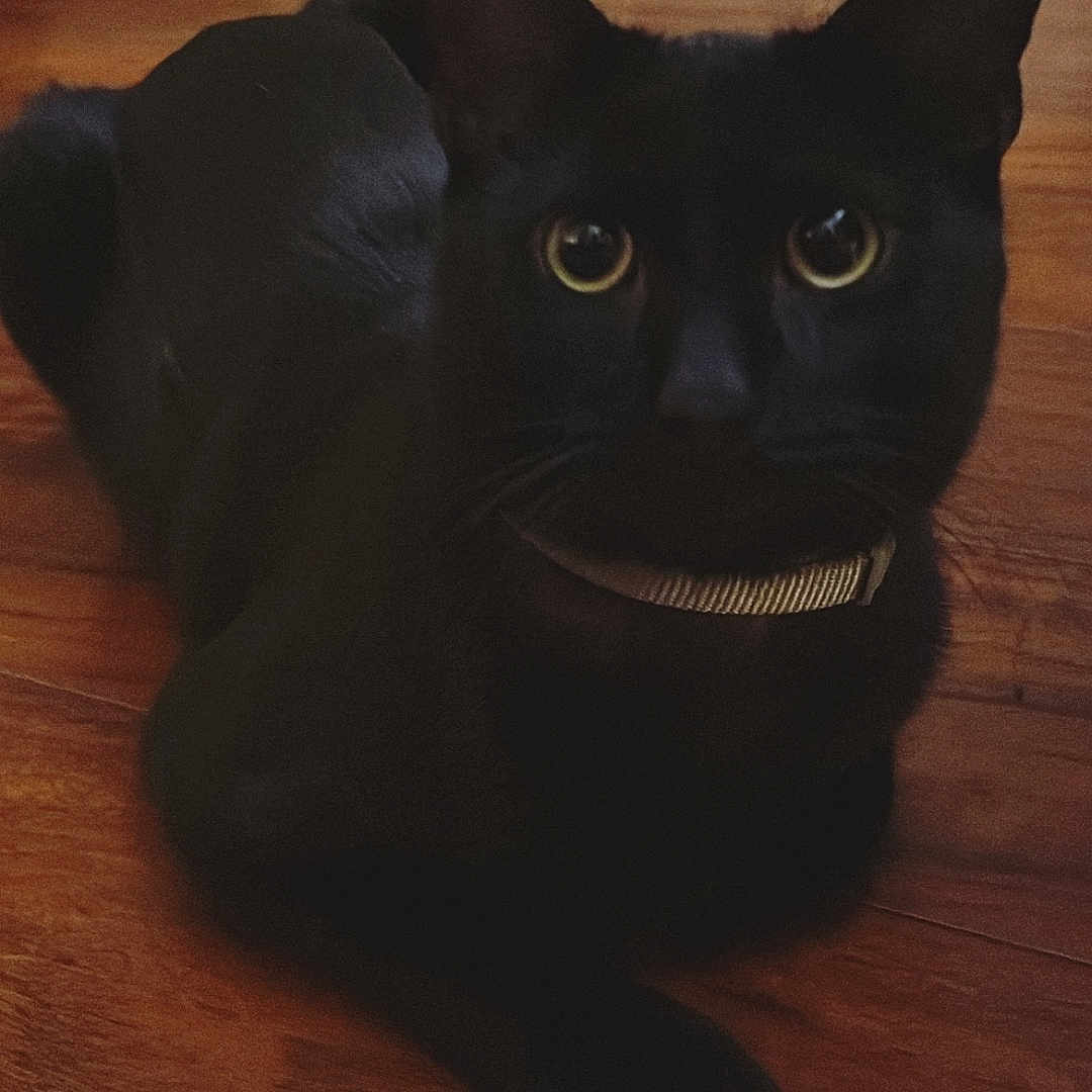 Shadow