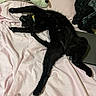 black_cat, cat, stretching, bed, pink_sheets, plush_toy, sleeping, relaxing, indoor, feline, pet, collar, fur, cozy, resting, animal, soft_toys, textile, blanket, clothing