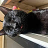 Shadow joined the competition — help win amazing prizes! black_cat, cat, sleeping, tongue_out, indoor, close_up, whiskers, fur, resting, power_outlet, electrical_socket, household, pet, cute, animal, domestic_cat, relaxed, face, head, tongue