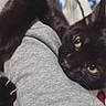 Shadow is registered to the contest to win money with this photo: black_cat, cat, pet, animal, yellow_eyes, claw, arm, grey_sleeve, blanket, striped_blanket, indoor, close_up, fur, whiskers, clinging, affection, cozy, home, person, resting