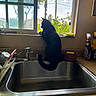 cat, black_cat, kitchen_sink, window, cleaning_supplies, countertop, glass, sunlight, plant, houseplant, indoor, curious, pet, animal, feline, window_sill, domestic, daylight, silhouette, tail