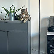 Yuki a rejoint le concours — aidez-le/la à gagner de superbes lots ! aloe_vera, animal, appliance, cabinet, cat, decor, domestic, floor_lamp, furniture, gray, home, indoor, minimalist, modern, pet, plant, pot, relaxed, resting, tabby_cat