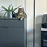 aloe_vera, animal, appliance, cabinet, cat, decor, domestic, floor_lamp, furniture, gray, home, indoor, minimalist, modern, pet, plant, pot, relaxed, resting, tabby_cat