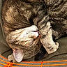 Yuki participe au concours pour gagner de l'argent avec cette photo : basket, blanket, cage, cat, closeup, cozy, cute, domestic_animal, feline, fur, indoor, orange, paw, pet, relaxed, resting, sleeping, tabby, tongue, whiskers