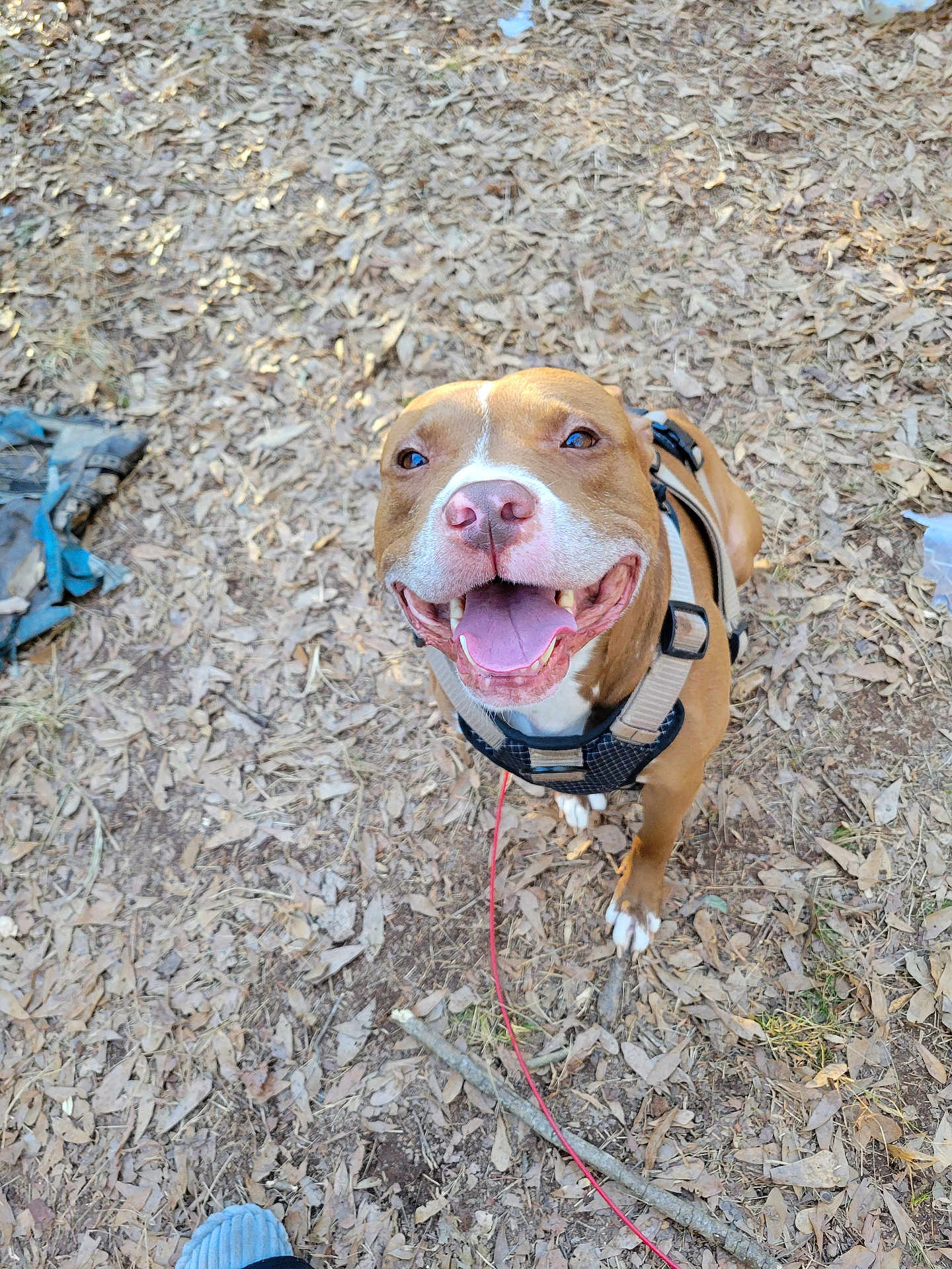 Roscoe is registered to the contest to win money with this photo: dog, canine, happy, smiling, tongue_out, outdoor, leaves, dry_leaves, harness, leash, brown_dog, white_markings, pet, animal, nature, playful, looking_up, close_up, daylight, ground