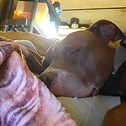 Roscoe joined the competition — help win amazing prizes! dog, sleeping, blanket, indoor, cozy, resting, brown_dog, collar, closeup, relaxation, bed, furniture, warm, quiet, nap, comfort, domestic, household, animal, pet