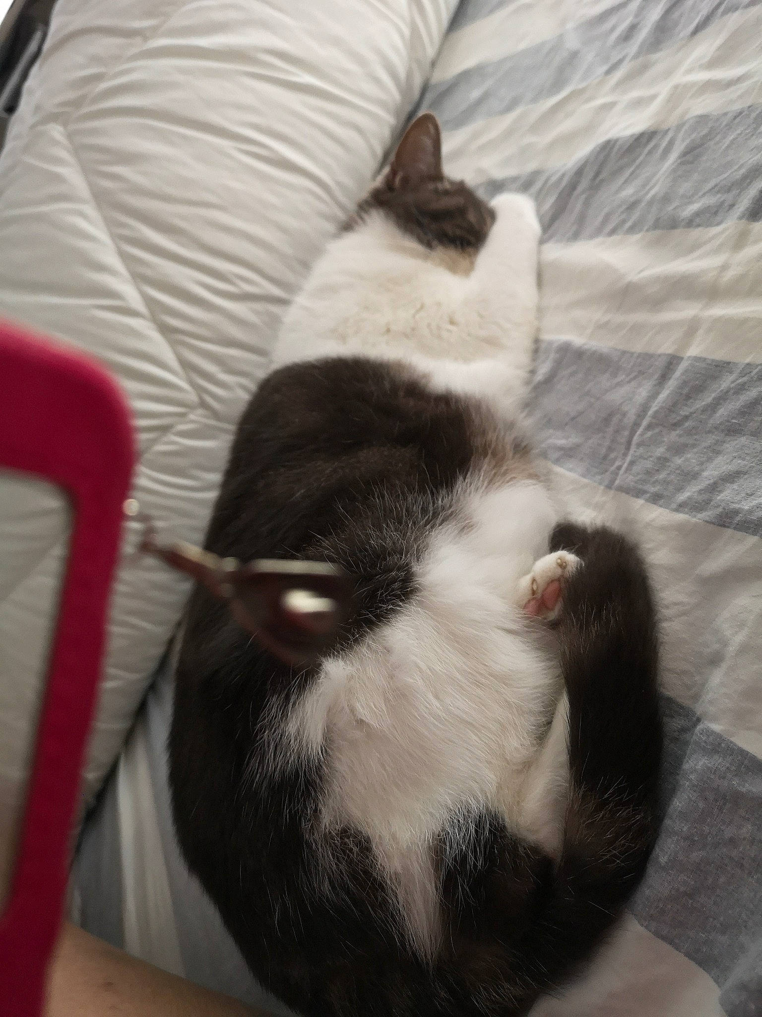 Ticha a rejoint le concours — aidez-le/la à gagner de superbes lots ! canidae, carnivore, cat, claw, comfort, companion_dog, dog_breed, domestic_short_haired_cat, felidae, fur, linens, nap, paw, small_to_medium_sized_cats, snout, sporting_group, tail, whiskers