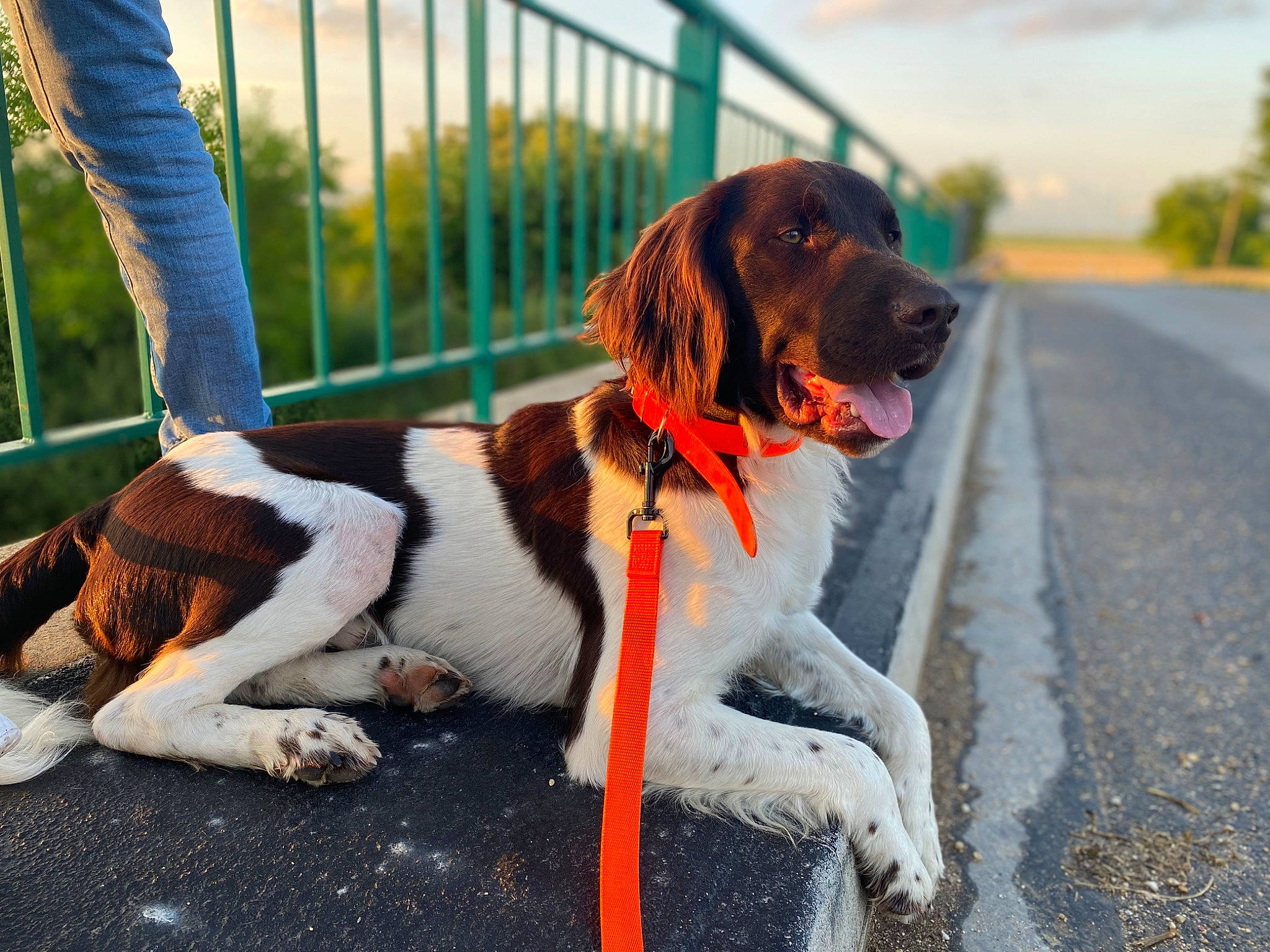 Spirit Et Texas a rejoint le concours — aidez-le/la à gagner de superbes lots ! canidae, carnivore, cloud, collar, companion_dog, dog, dog_breed, dog_collar, dog_supply, fashion_accessory, fawn, fence, gun_dog, leash, plant, sidewalk, sky, snout, tail, tree