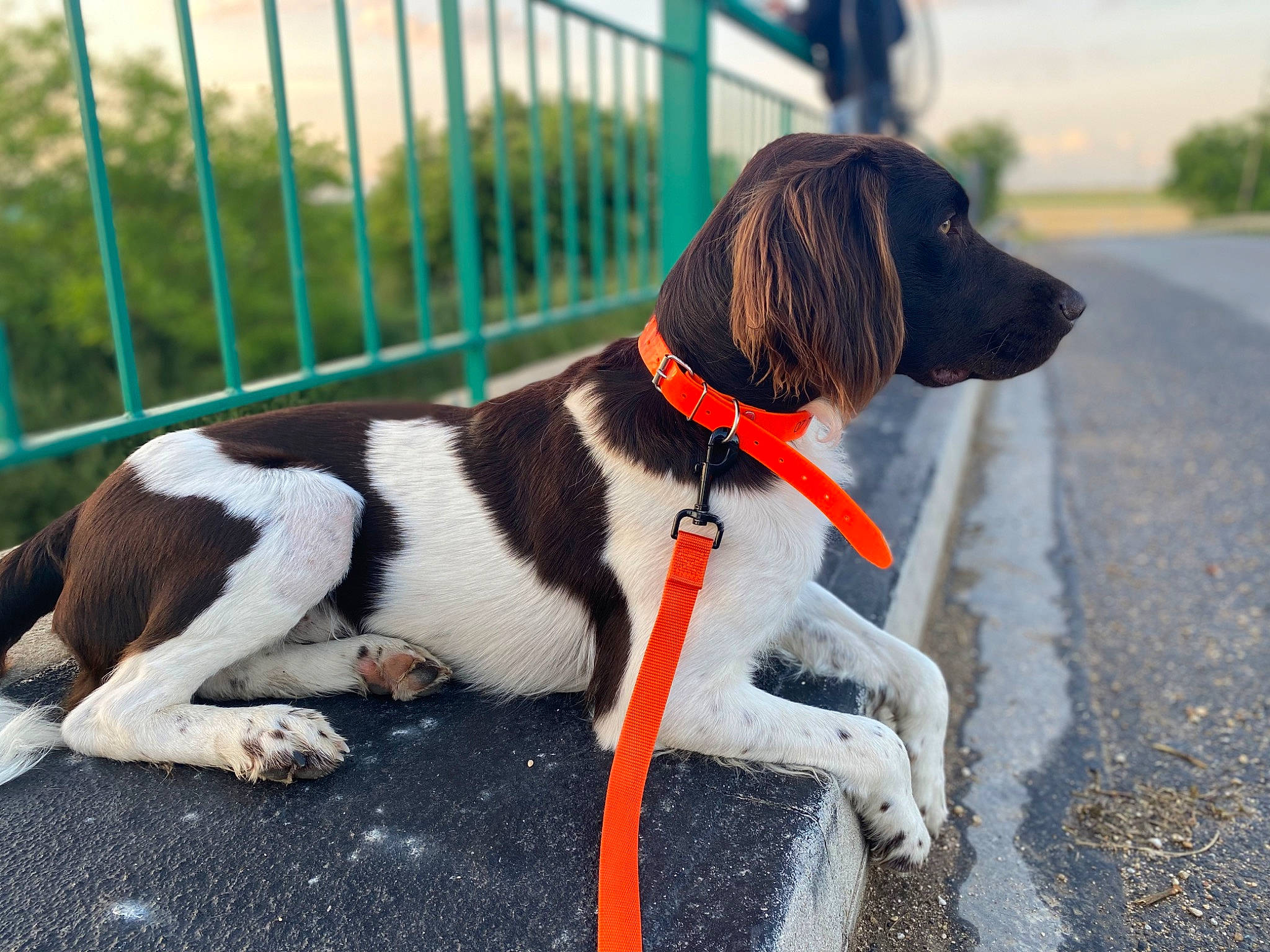 Spirit Et Texas participe au concours pour gagner de l'argent avec cette photo : canidae, carnivore, collar, companion_dog, dog, dog_breed, dog_collar, dog_supply, fawn, fence, fur, gun_dog, home_fencing, hound, leash, pet_supply, plant, scent_hound, tail, working_animal