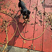 Ginger is registered to the contest to win money with this photo: animal, backyard, black_dog, canine, curious, daytime, dog, dry_leaves, extension_cord, fall_leaves, looking_up, nature, outdoor, pet, red_deck, shadow, small_dog, sunlight, tan_markings, wooden_deck