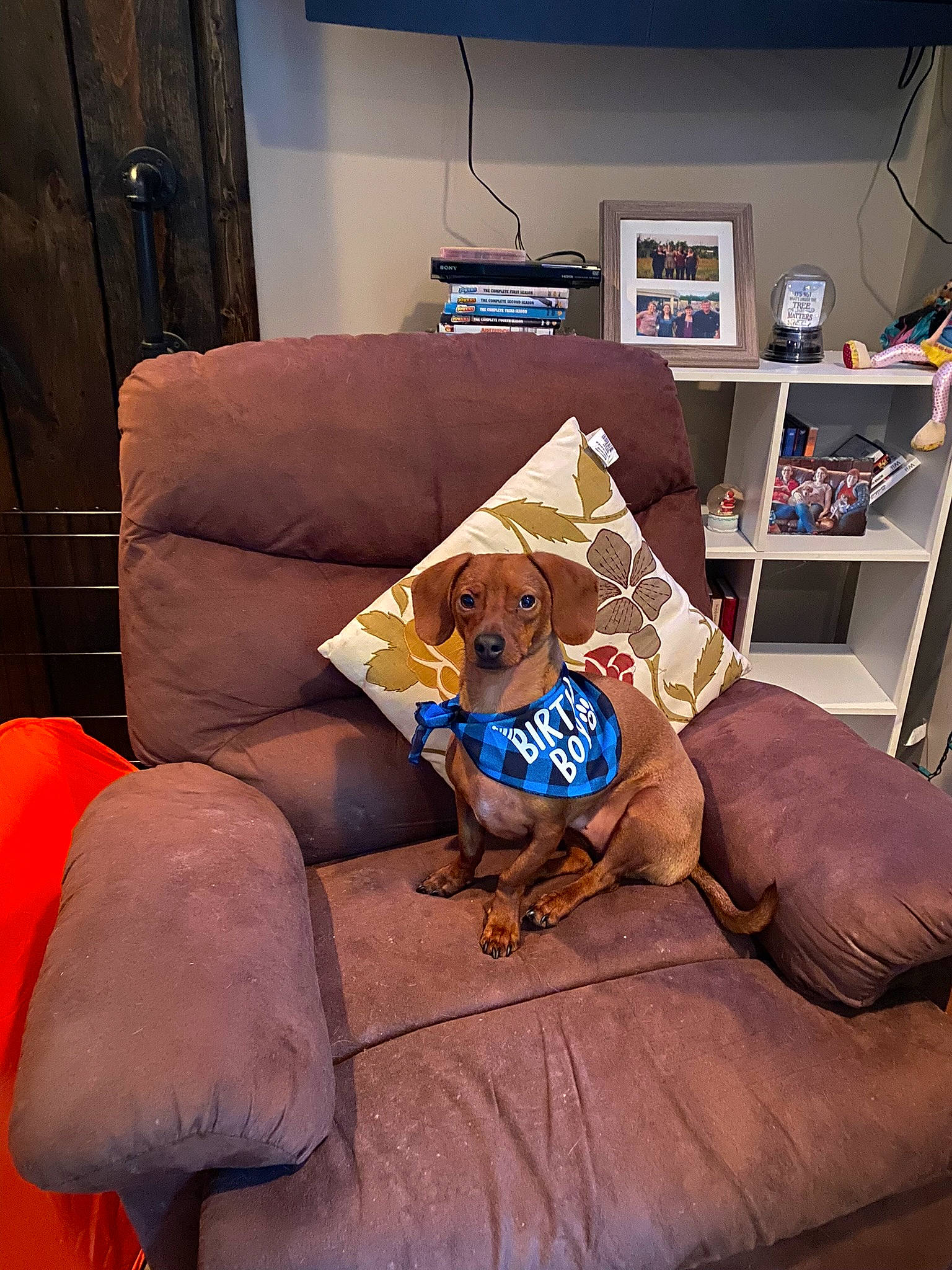 Dylan is registered to the contest to win money with this photo: carnivore, comfort, companion_dog, couch, dog, dog_breed, dog_supply, fawn, floor, flooring, furniture, interior_design, linens, living_room, picture_frame, pillow, sofa_bed, studio_couch, wood, working_animal