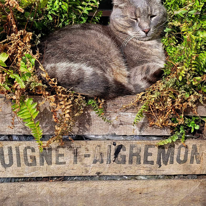 Moumou
