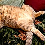 animal, cat, comfortable, couch, cozy, cute, domestic_cat, floral_pattern, fluffy, fur, furniture, home, indoor, parrot_pattern, paws, pet, relaxed, resting, sleeping, tabby