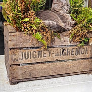 Moumou a rejoint le concours — aidez-le/la à gagner de superbes lots ! animal, cat, cozy, daylight, fern, flora, glass, gray_cat, greenery, nature, outdoor, pet, plants, relaxed, resting, rustic, sunlight, window, wood, wooden_crate