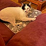 cat, indoor, couch, blanket, star_pattern, wooden_table, tile_floor, pet, relaxed, feline, animal, maroon, comfort, resting, fur, tabletop, home, cozy, domestic, living_room
