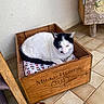 Daijin a rejoint le concours — aidez-le/la à gagner de superbes lots ! cat, wooden_crate, cushion, black_and_white, resting, indoor, tile_floor, furniture, home, cozy, pet, animal, relaxed, box, floor, texture, wall, wood, closeup, domestic
