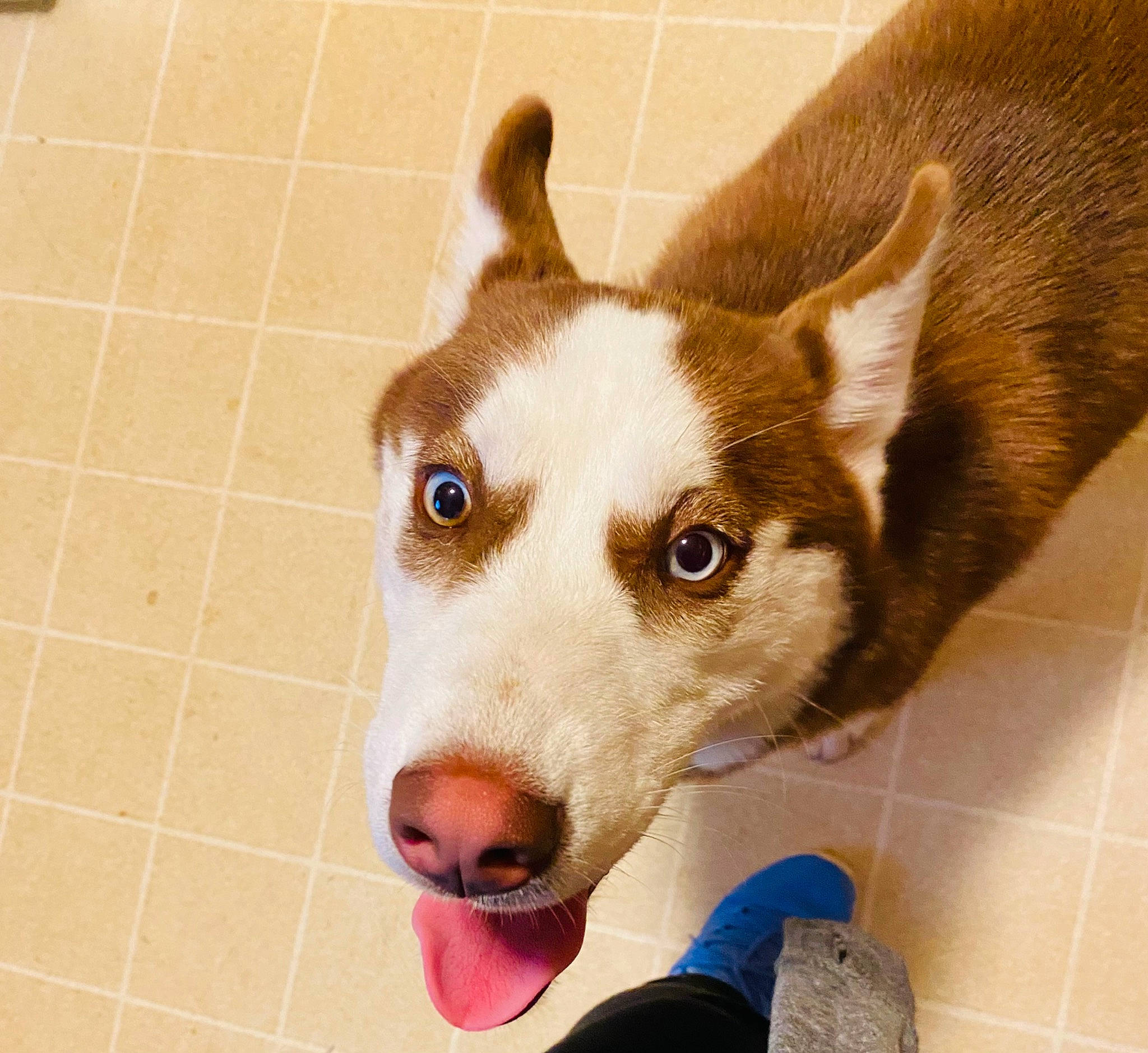 Piper is registered to the contest to win money with this photo: ancient_dog_breeds, canidae, carnivore, collar, companion_dog, dog, dog_breed, dog_supply, fawn, flooring, fur, herding_dog, siberian_husky, snout, sporting_group, terrestrial_animal, tile_flooring, whiskers, working_animal, working_dog