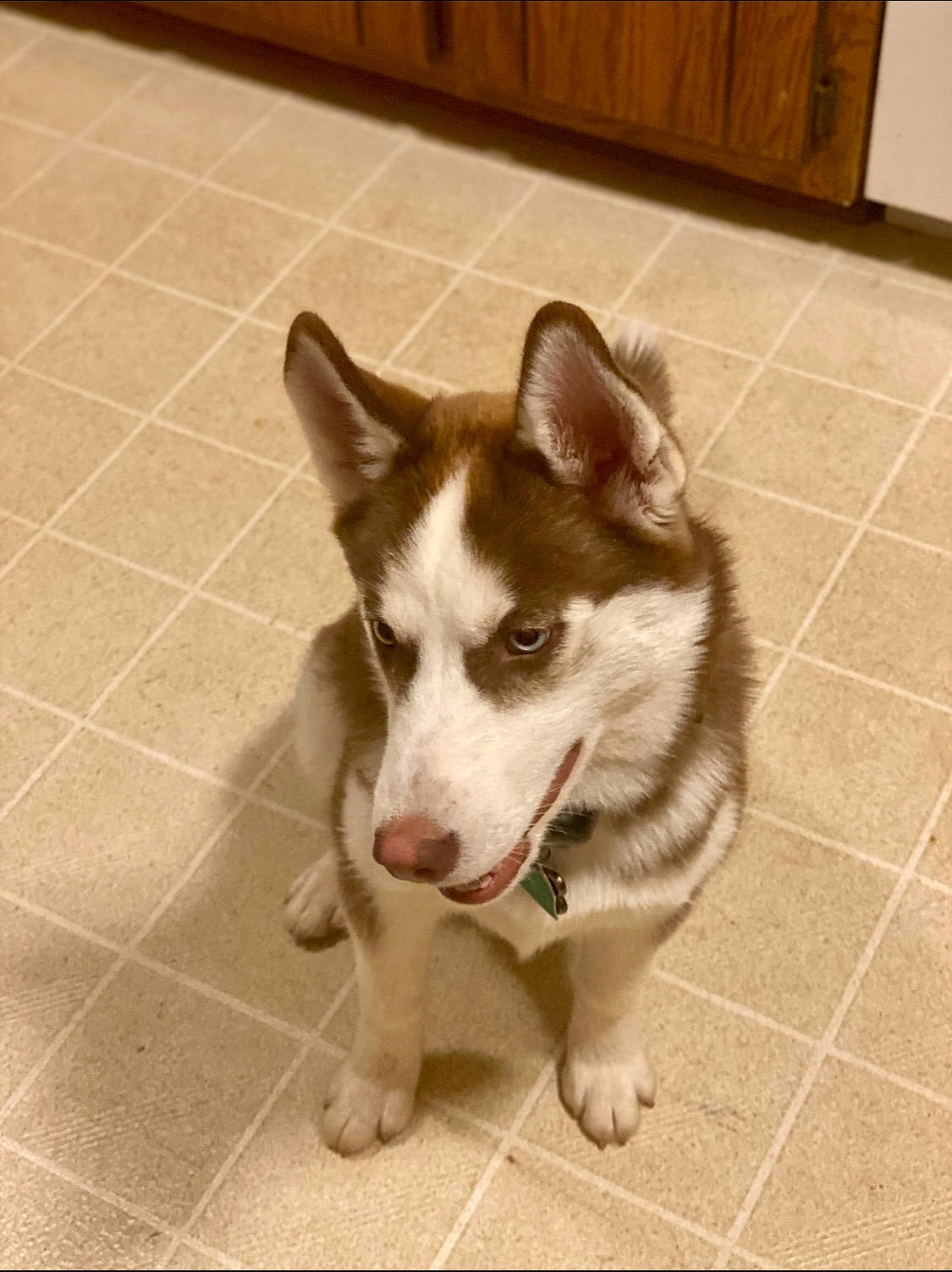 Piper is registered to the contest to win money with this photo: cabinetry, canidae, carnivore, companion_dog, dog, dog_breed, fawn, floor, flooring, fur, hardwood, paw, snout, sporting_group, tail, tile, tile_flooring, whiskers, wood, working_animal