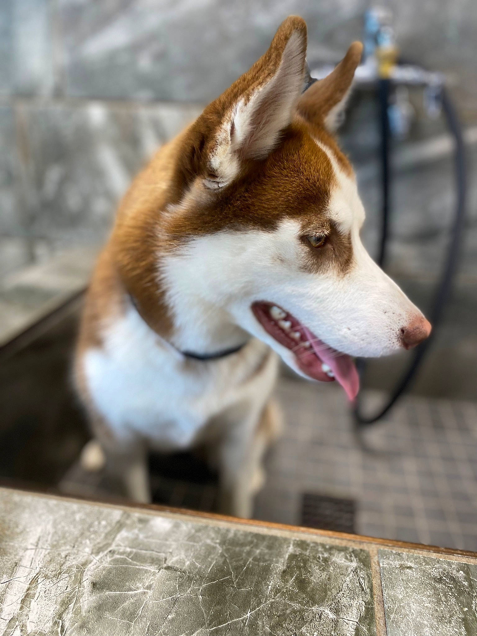Piper joined the competition — help win amazing prizes! ancient_dog_breeds, canidae, carnivore, collar, companion_dog, dog, dog_breed, fawn, fur, jaw, non_sporting_group, siberian_husky, sled_dog, snout, sporting_group, whiskers, wildlife, wood, working_animal, working_dog