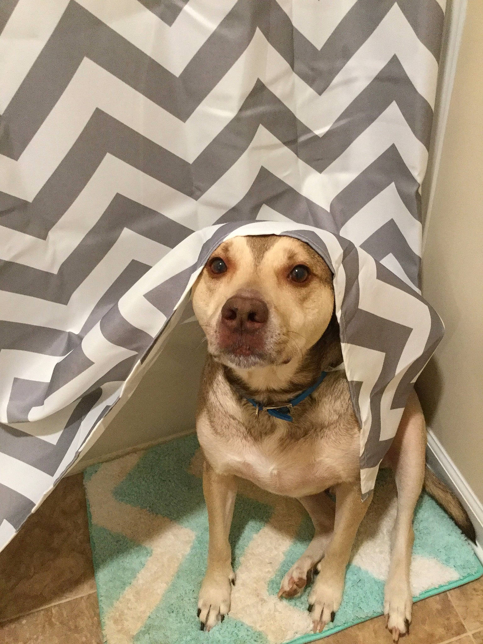 Jake joined the competition — help win amazing prizes! carnivore, circle, comfort, companion_dog, couch, dog, dog_breed, door, eye, fawn, floor, flooring, linens, pattern, pet_supply, rectangle, snout, whiskers, wood, working_animal