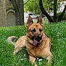 animal, building, canine, daylight, dog, ears_up, flowers, german_shepherd, grass, grass_field, greenery, happy, laying_down, nature, outdoor, park, pet, summer, tongue_out, tree