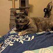 Shilo joined the competition — help win amazing prizes! cat, feline, pet, indoor, bedspread, patterned, resting, relaxed, fur, ears, whiskers, collar, bell, cat_tree, fan, home, cozy, curious, animal, mammal
