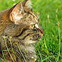 Lya a rejoint le concours — aidez-le/la à gagner de superbes lots ! animal, calm, cat, close_up, daylight, ears, eyes, feline, fur, grass, greenery, mammal, nature, outdoor, pet, profile, serene, tabby_cat, whiskers, wildflowers