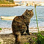 animal, boat, calm, cat, daylight, feline, fluffy, fur, greenery, harbor, landscape, nature, outdoor, pet, plant, sitting, stone_wall, tail, water, wildlife