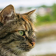 Lya participe au concours pour gagner de l'argent avec cette photo : animal, background_blur, calm, cat, close_up, ears, feline, focused, fur, green_eyes, muzzle, nature, nose, outdoor, pet, portrait, profile, soft_light, tabby, whiskers