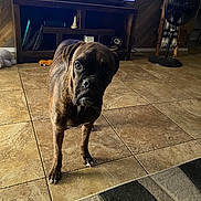 Chaos joined the competition — help win amazing prizes! dog, brindle, tile_floor, living_room, television, wooden_furniture, fan, indoor, pet, canine, flooring, home, curious, standing, brown, black, animal, portrait, room, furniture