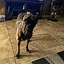 dog, brindle, tile_floor, living_room, television, wooden_furniture, fan, indoor, pet, canine, flooring, home, curious, standing, brown, black, animal, portrait, room, furniture