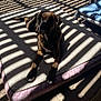 Chaos is registered to the contest to win money with this photo: dog, brindle, pet_bed, sunlight, shadow, striped_shadow, indoor, relaxing, canine, floor, tile, comfort, resting, animal, bed, furniture, daylight, pattern, quiet, calm