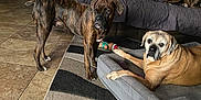 Chaos joined the competition — help win amazing prizes! dog, indoor, living_room, couch, rug, dog_bed, tile_floor, brown_dog, brindle_dog, pet_toy, wall_photos, guitar, home_decor, relaxed, alert, companion_animals, furniture, animal_bed, portrait, domestic