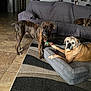 dog, indoor, living_room, couch, rug, dog_bed, tile_floor, brown_dog, brindle_dog, pet_toy, wall_photos, guitar, home_decor, relaxed, alert, companion_animals, furniture, animal_bed, portrait, domestic