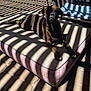 Chaos is registered to the contest to win money with this photo: dog, brindle, pet_bed, shadow, sunlight, outdoor, cushion, pavement, blue_pool, bench, relaxing, canine, resting, animal, daylight, pattern, shade, summer, backyard, quiet