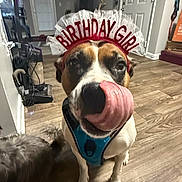 Luna joined the competition — help win amazing prizes! dog, birthday, indoor, flooring, headband, tongue, pet, celebration, harness, animal, canine, closeup, cute, funny, mammal, tongue_out, domestic_animal, household, happy, portrait