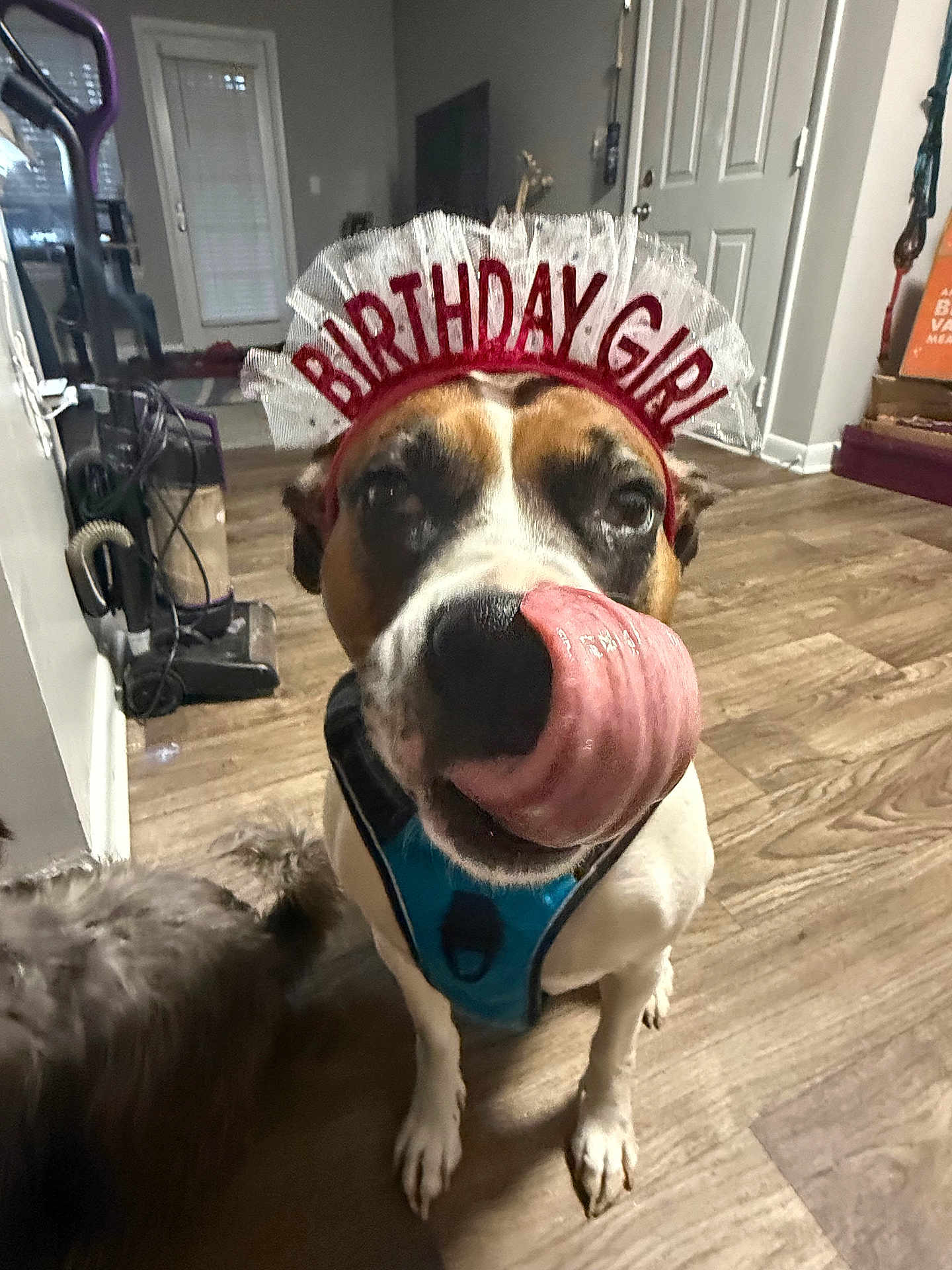 Luna joined the competition — help win amazing prizes! dog, birthday, indoor, flooring, headband, tongue, pet, celebration, harness, animal, canine, closeup, cute, funny, mammal, tongue_out, domestic_animal, household, happy, portrait