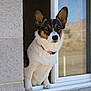 dog, window, pet, animal, ears, fur, outdoor, curious, white, black, brown, collar, portrait, looking, face, canine, home, building, glass, daylight