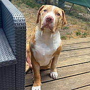 Arés participe au concours pour gagner de l'argent avec cette photo : animal, backyard, blue_eyes, brown_and_white, canine, daylight, dog, ears, fence, grill, muzzle, nature, outdoor, paw, pet, quiet, sitting, summer, wicker_chair, wooden_deck