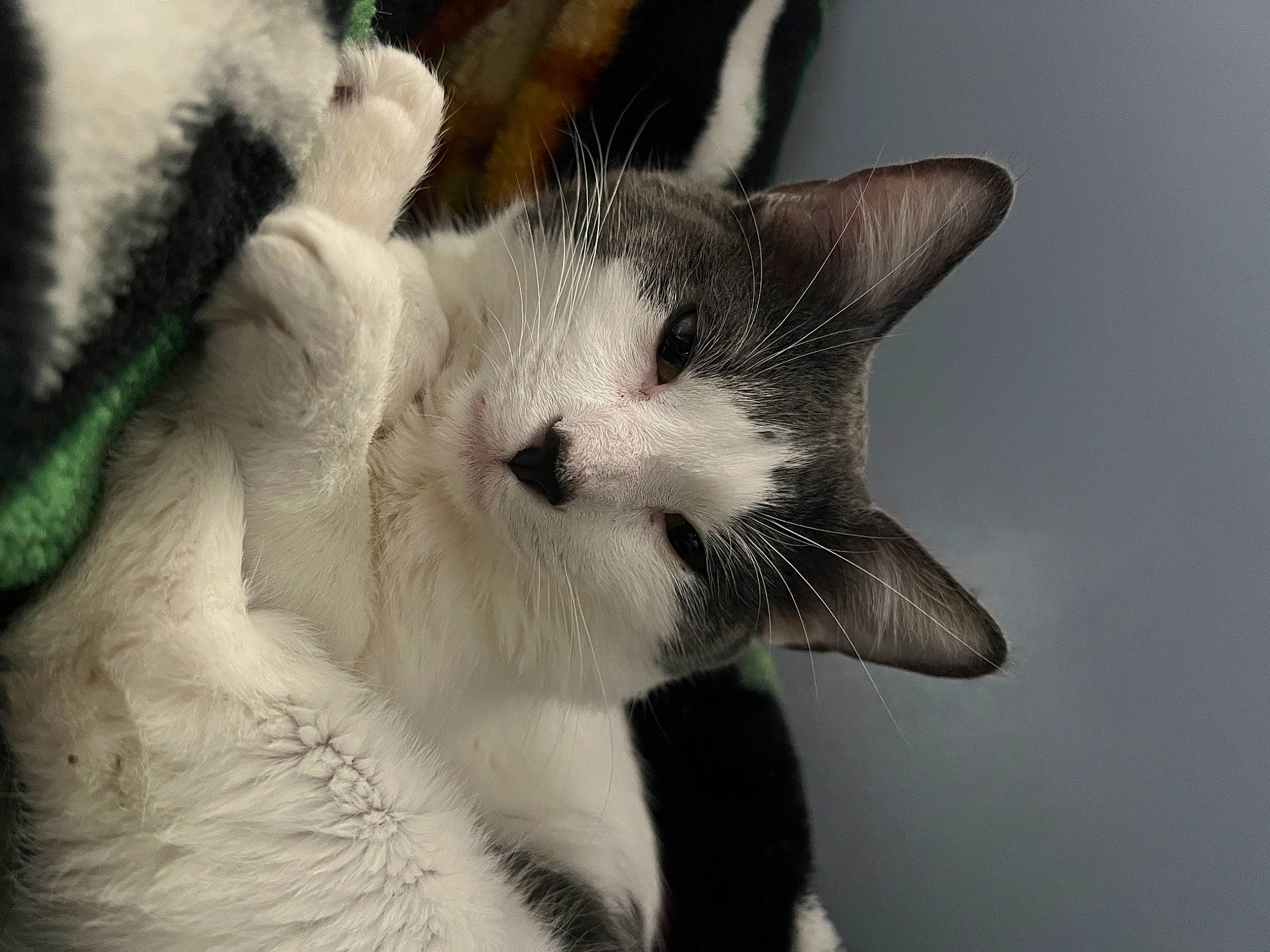 Stella is registered to the contest to win money with this photo: carnivore, cat, claw, comfort, domestic_short_haired_cat, ear, eyelash, felidae, fur, paw, small_to_medium_sized_cats, snout, tail, terrestrial_animal, whiskers