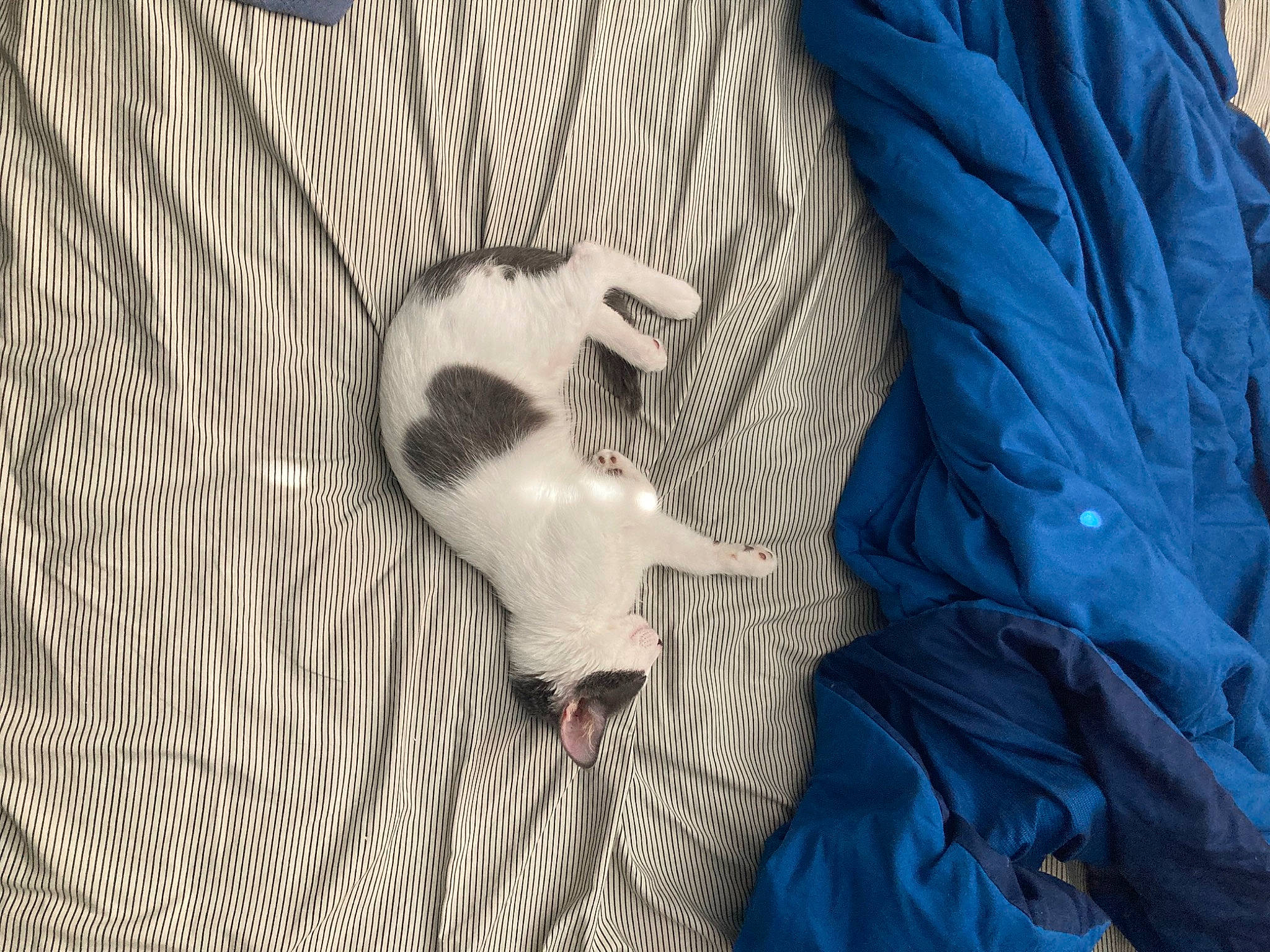 Stella joined the competition — help win amazing prizes! beard, carnivore, comfort, dog_breed, domestic_short_haired_cat, electric_blue, felidae, fur, grey, linens, moustache, pattern, paw, room, small_to_medium_sized_cats, t_shirt, tail, textile, whiskers, wood