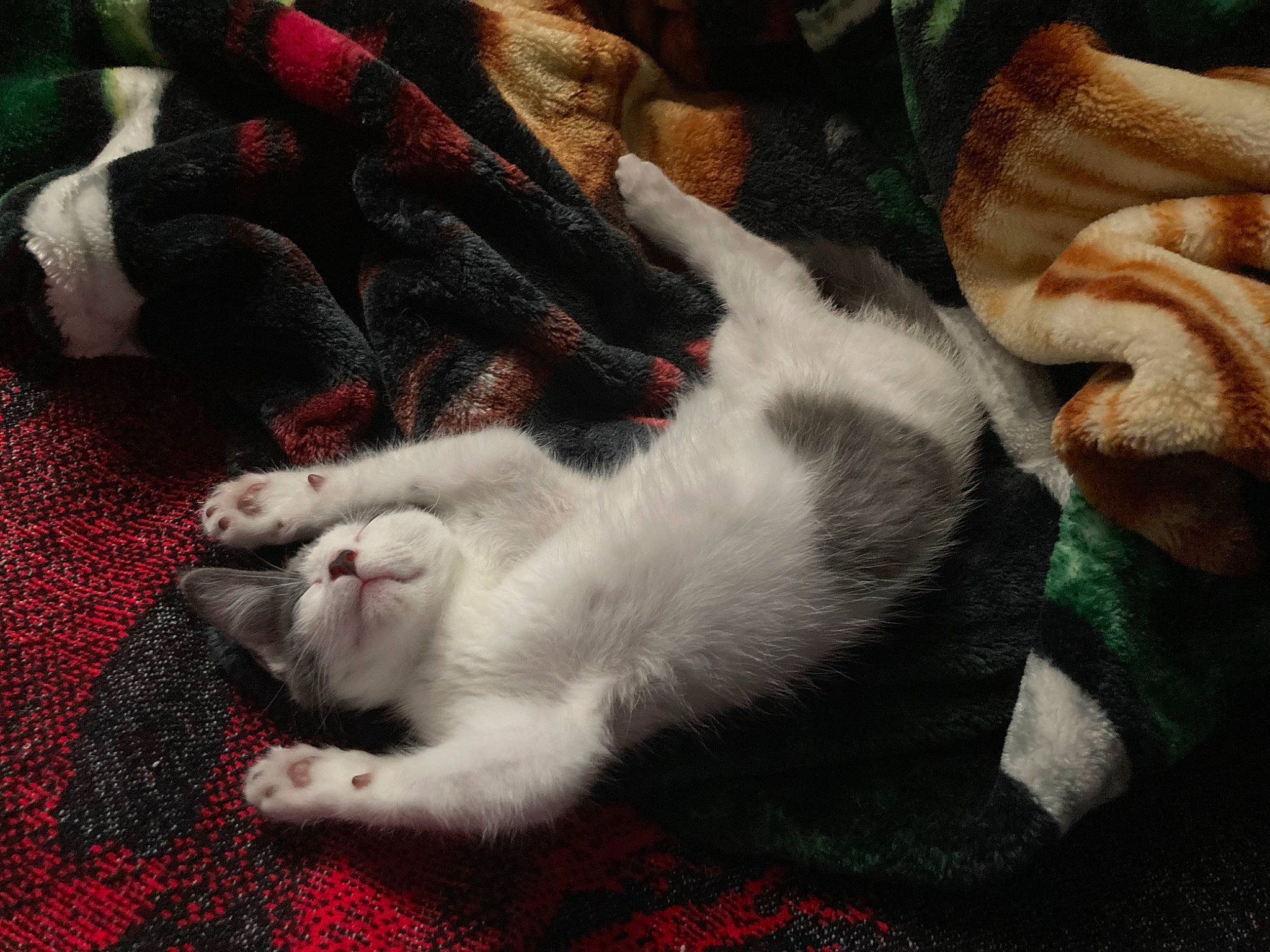 Stella is registered to the contest to win money with this photo: canidae, carmine, carnivore, cat, cat_supply, claw, comfort, dog_breed, domestic_short_haired_cat, felidae, fur, grey, linens, nap, paw, small_to_medium_sized_cats, snout, sporting_group, tail, whiskers